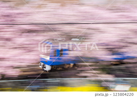 【河津桜】桜並木を駆け抜ける京急電車 123804220