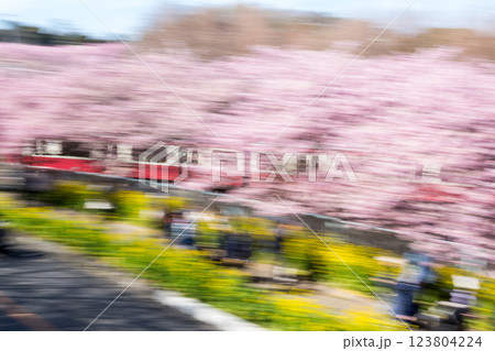 【河津桜】桜並木を駆け抜ける京急電車 123804224