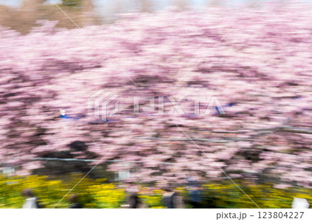 【河津桜】桜並木を駆け抜ける京急電車 123804227