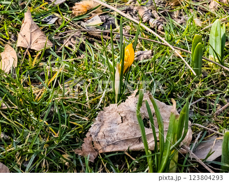 Bud yellow crocus flower. Fresh spring crocus close-up. Early spring 123804293