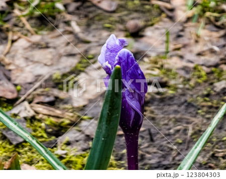 Opening bud of purple crocus flower. Fresh spring crocus close-up. Spring concept Opening bud of purple crocus flower. Fresh spring crocus close-up. Spring concept 123804303