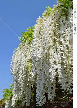 白いフジの花 123804765