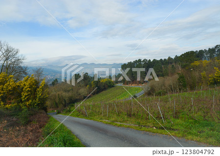 The vineyards of the Douro Valley Portugal River in spring on a sunny day. Mountain slopes with vineyards, preparing for the start of the season. 123804792