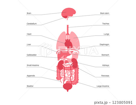 Human internal organs Human internal organs 123805091