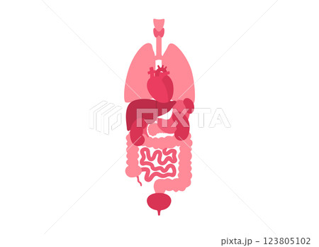 Human internal organs Human internal organs 123805102