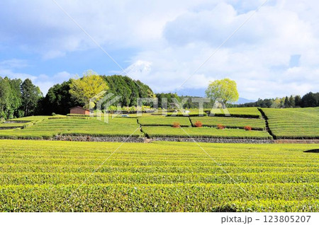 大淵笹場 123805207