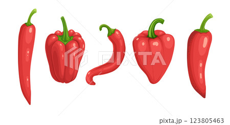 Closeup chilly pepper. Hot red chili peppers, cartoon mexican chilli or chillies illustration, vectors paprika icon signs isolated on white background for your design 123805463