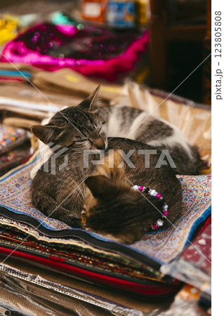 Two baby cats sleeping on rugs in a stall in the Marrakech souk Two baby cats sleeping on rugs in a stall in the Marrakech souk 123805808