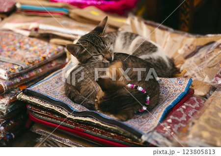 Two baby cats sleeping on rugs in a stall in the Marrakech souk 123805813