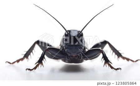 A black bug with long legs and a long antennae 123805864