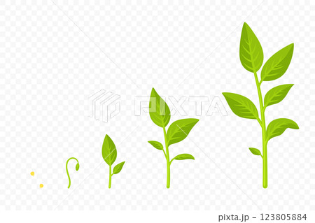 Plant Growth Stages, Vector Illustration. Seed to Sprout, Young Plant to Full Growth. Green Leaf Evolution Illustration. Gardening, Agriculture, Botany Concept for Farming and Nature Science 123805884