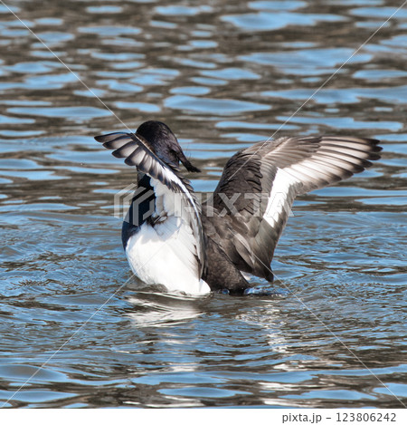 野鳥 水面で羽を広げるキンクロハジロ③ 野鳥 水面で羽を広げるキンクロハジロ③ 123806242