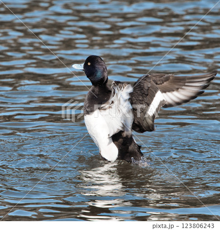 野鳥 水面で羽を広げるキンクロハジロ② 野鳥 水面で羽を広げるキンクロハジロ② 123806243