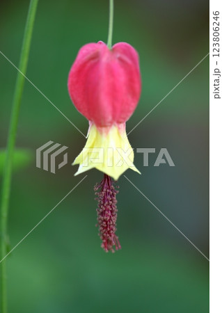 アブチロン・メガポタミクムの花 123806246