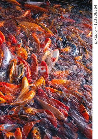 Goldfish swimming in a backwater, pond, or pool. Goldfish swimming in a backwater, pond, or pool. 123806364