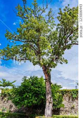 フィリピン セブ サン・ペドロ要塞 フィリピン セブ サン・ペドロ要塞 123806443