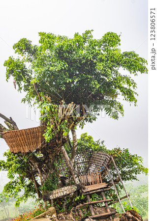 フィリピン セブ シラオガーデン フィリピン セブ シラオガーデン 123806571