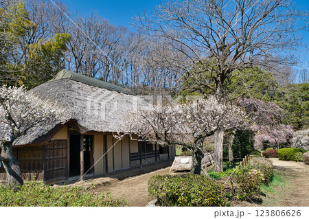 東京都町田市　薬師池公園　梅園　旧永井家　都指定名勝　 123806626