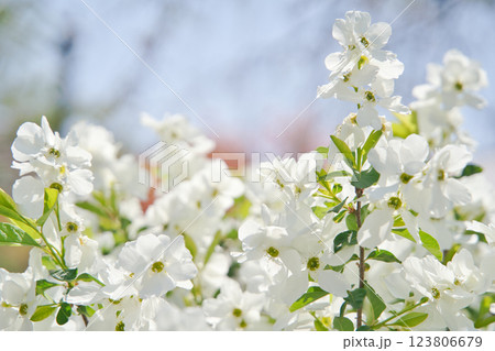休日の公園　白い花が咲き誇る春の景色③ 123806679