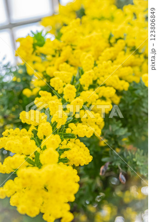 北海道　百合が原公園　ミモザ 123806849
