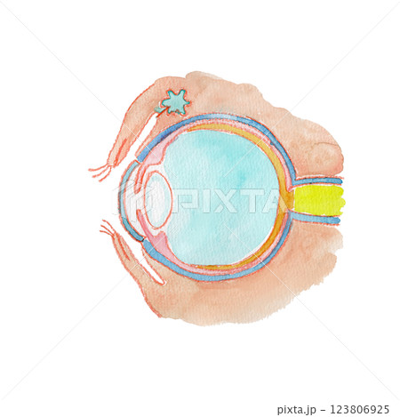 目の構造の水彩イラスト（名称ぬき） 123806925