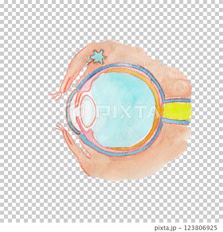 目の構造の水彩イラスト（名称ぬき） 123806925