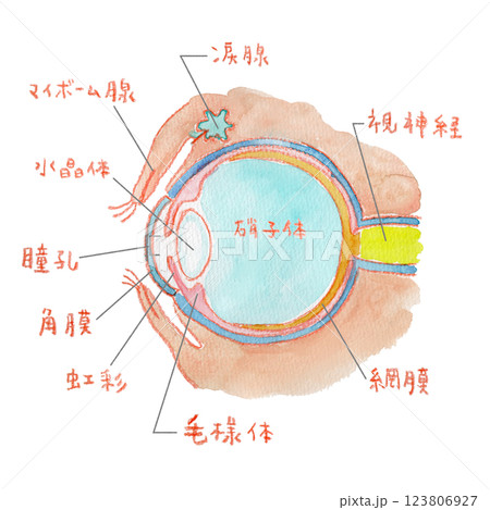 目の構造の水彩イラスト 123806927