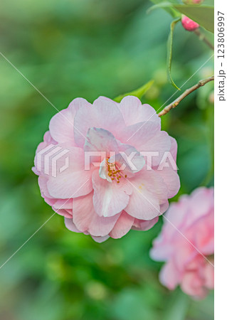 北海道　百合が原公園　ピンクの花 123806997