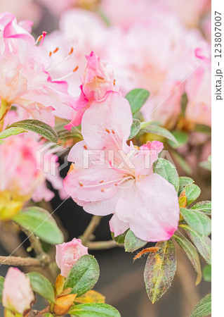 北海道 百合が原公園 ピンクの花 北海道 百合が原公園 ピンクの花 123807007