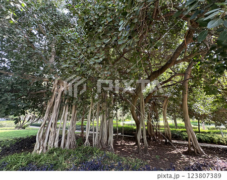 Ficus indica or Indian banyan (lat.- Ficus benghalensis) 123807389
