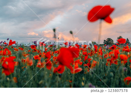 Sunset sky and poppy field 123807578