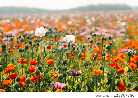 a blooming field of multi-colored poppies: red, white and purple a blooming field of multi-colored poppies: red, white and purple 123807580