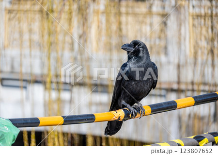 カラス（ハシブトガラス） 123807652