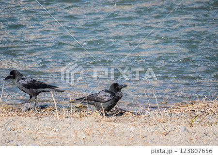 川のほとりのカラス（ハシブトガラス） 123807656