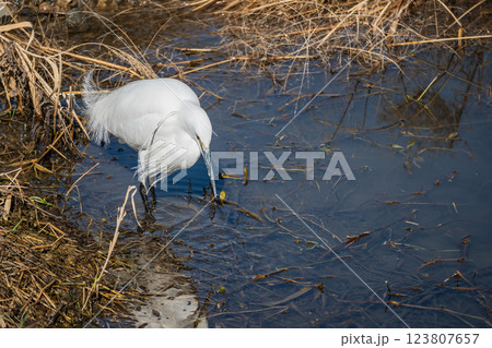 川の中でエサを探すシラサギ（コサギ） 123807657