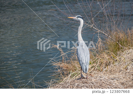 アオサギ　京都市鴨川 123807668