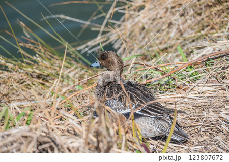 ヒドリガモ(メス) ヒドリガモ(メス) 123807672