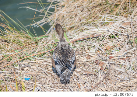 ヒドリガモ(メス) ヒドリガモ(メス) 123807673