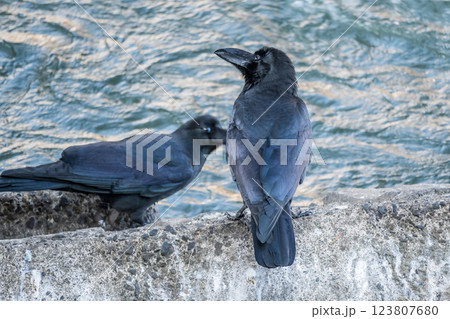 川岸に立つカラス（ハシブトガラス） 123807680