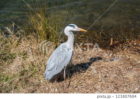 アオサギ　京都市鴨川 123807684