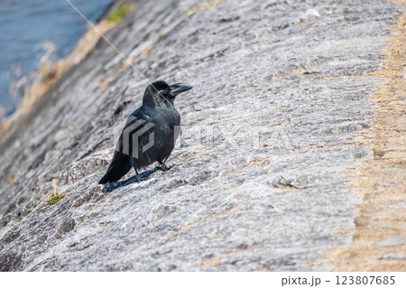 川のほとりに立つカラス（ハシブトガラス） 123807685