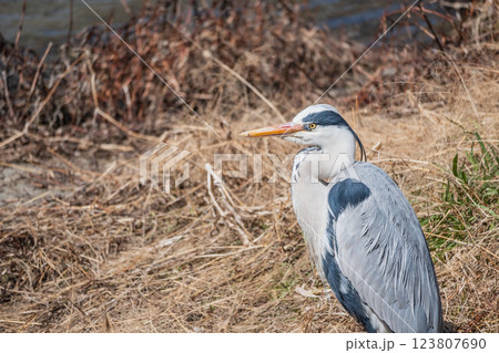 アオサギ　京都市鴨川 123807690