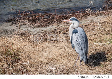 アオサギ 京都市鴨川 アオサギ 京都市鴨川 123807691