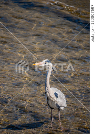 アオサギ 京都市鴨川 アオサギ 京都市鴨川 123807697