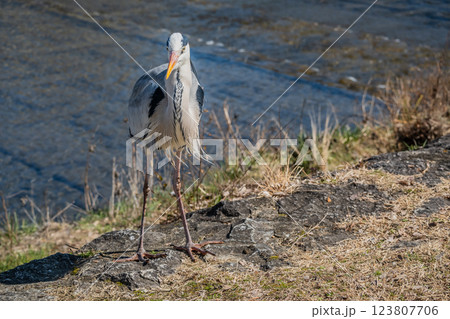 アオサギ　京都市鴨川 123807706