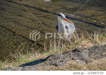 アオサギ　京都市鴨川 123807710
