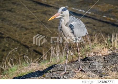 アオサギ 京都市鴨川 アオサギ 京都市鴨川 123807711