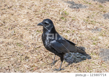 カラス（ハシボソガラス） 123807714