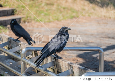 カラス(ハシボソガラス) カラス(ハシボソガラス) 123807715