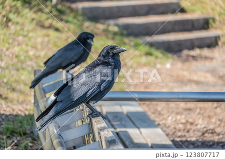 カラス（ハシボソガラス） 123807717
